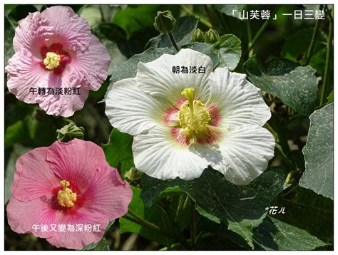 九頭芙蓉|【九頭芙蓉】九頭芙蓉知多少？木芙蓉・山芙蓉・九頭芙蓉一次搞。